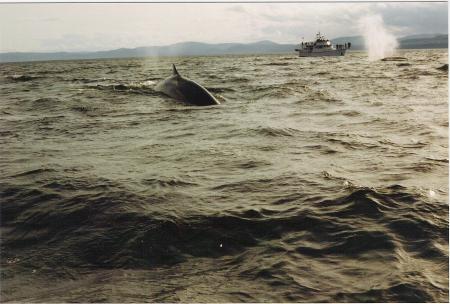 Baleines dans la Baie de Tadoussac